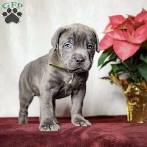 Eclipse, Cane Corso Puppy